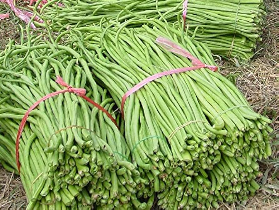 Long (bean Vigna unguiculata red and green vegetable) for planting in garden